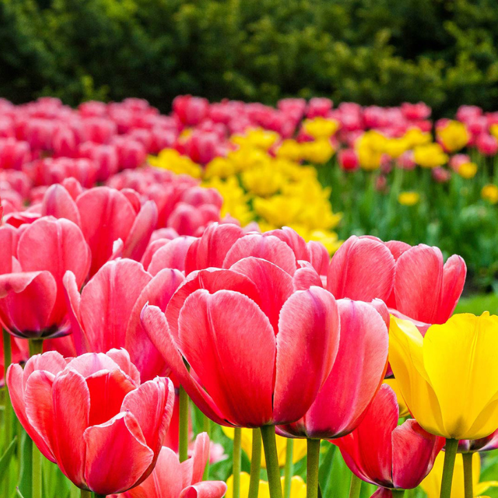 champ de tulipes GVQ