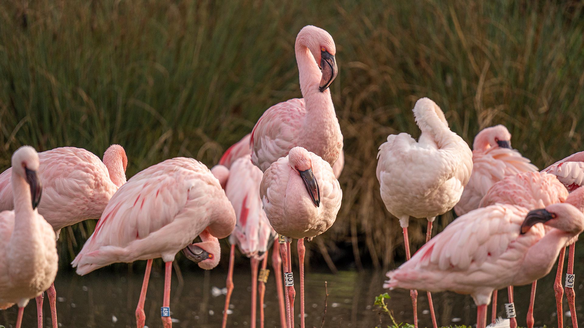 Balade en mer: l'île des flamants roses au départ de Djerba  2026
